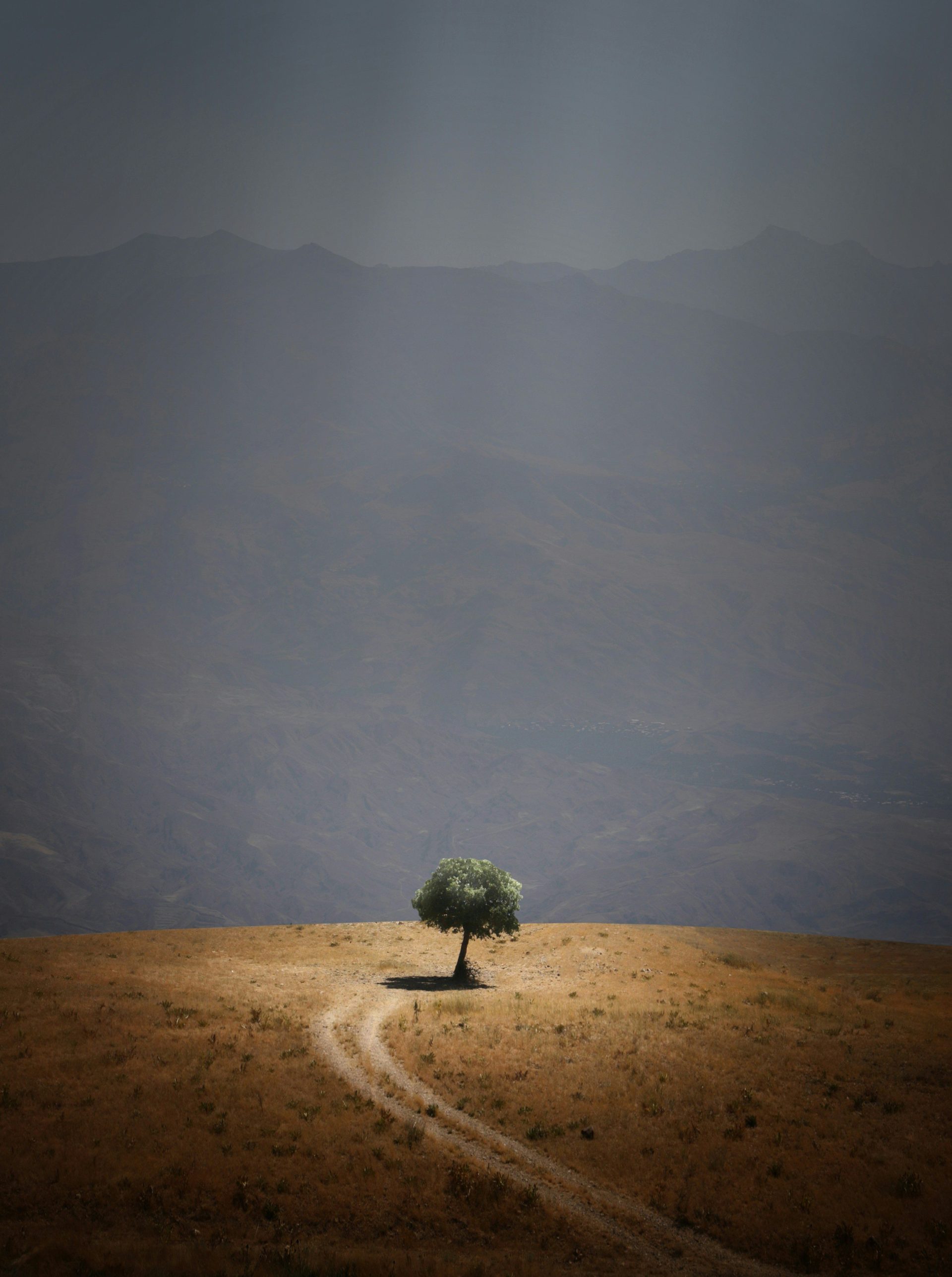 tree near pathway